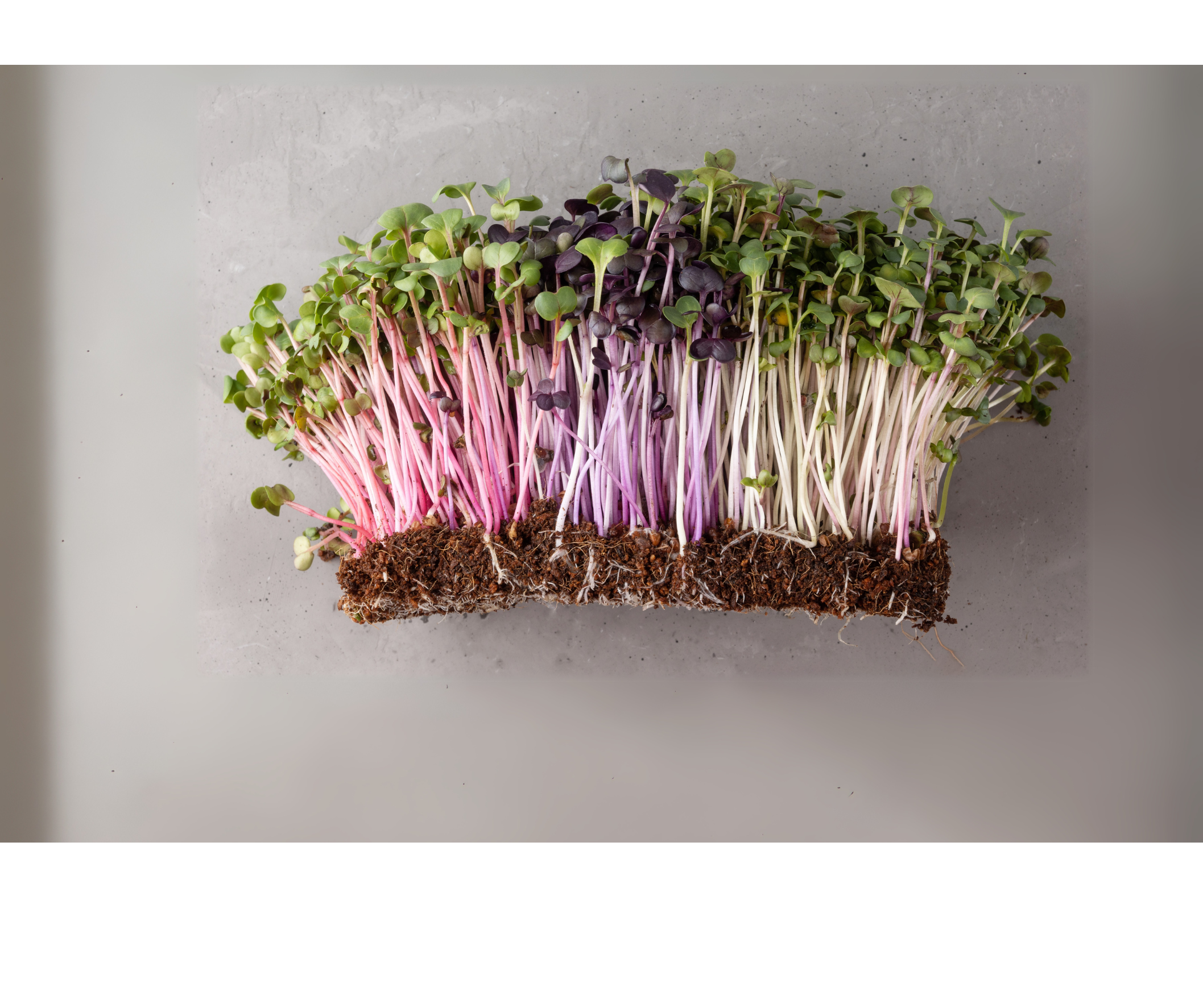 Fresh Microgreens